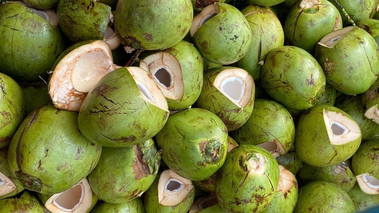 Coconuts in Goa